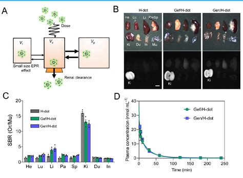 Figure 3 From Image Guided Drug Delivery Of Nanotheranostics For