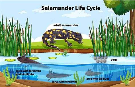 Diagram Showing Salamander Life Cycle Cartoon Sciences Bike Vector