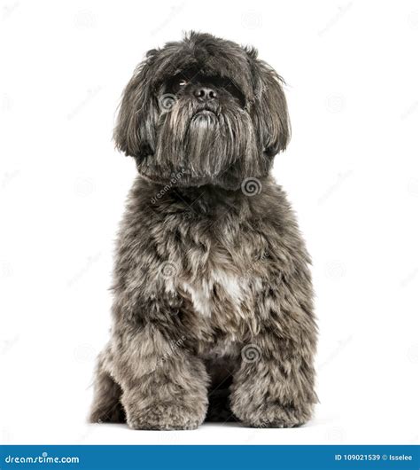 Shih Tzu S Asseyant Sur Le Fond Blanc Image Stock Image Du Coupure