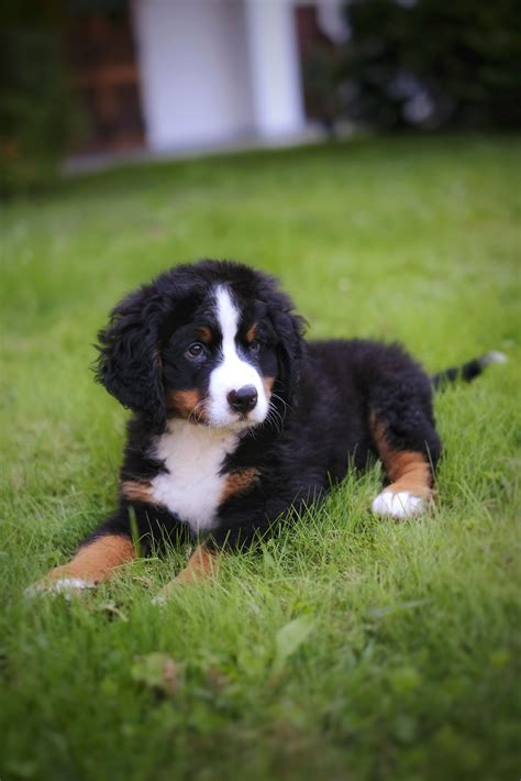 Are Bernese Mountain Dogs Good Companion Dogs