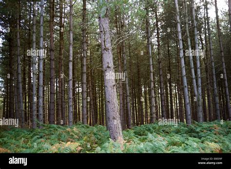 Rendlesham forest Suffolk UK Stock Photo - Alamy