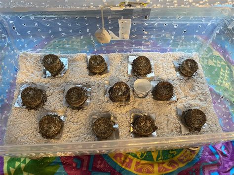 Golden Teacher Pinning Help! 13 days and nada : r/shroomers
