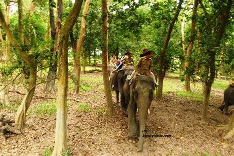 Elephant Safari Kaziranga Kaziranga National Park And Tiger Reserve ~ Tour Packages And Safari