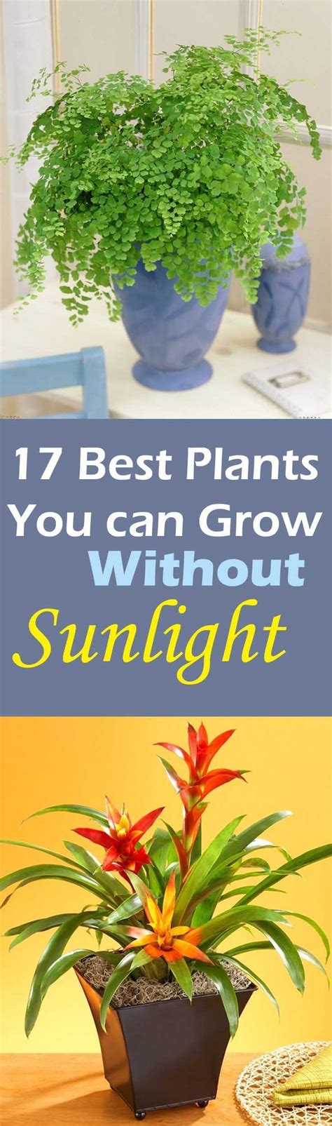 Best Of Home And Garden Best Plants To Grow Indoors Without Sunlight