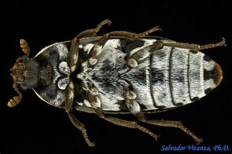 Coleoptera Dermestidae Dermestes Maculatus Carpet Beetles D Urban