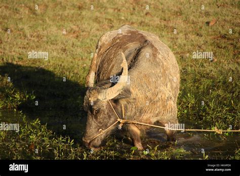 Buffalo Agriculture Hi Res Stock Photography And Images Alamy