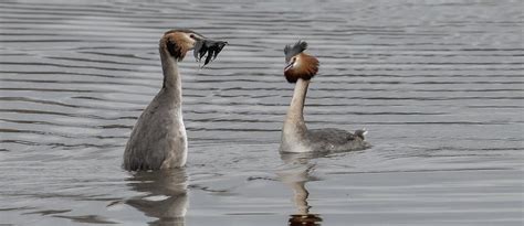 Great Crested Grebes Roger Collorick Flickr