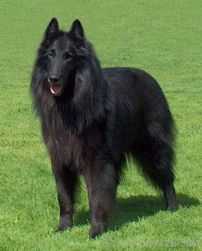 Black Belgian Shepherd Picture Desi Comments