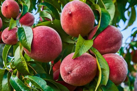 Best Fruit Plants To Grow In Your Garden