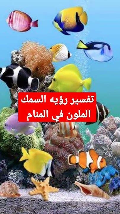 تفسير رؤيه السمك الملون في المنام Youtube