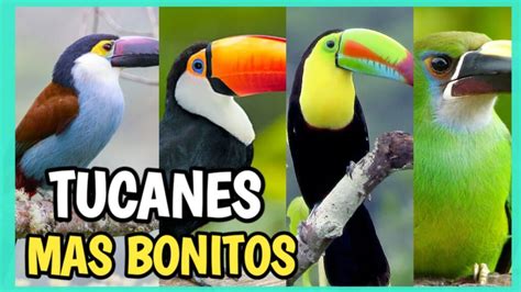 Conoce Los Diferentes Tipos De Tucanes En El Mundo Mascotario