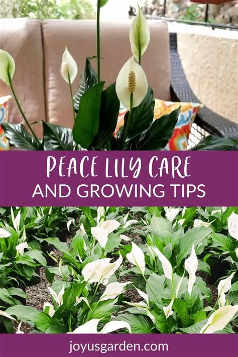 Peace Lily Care Spathiphyllum Growing Tips Guide Artofit