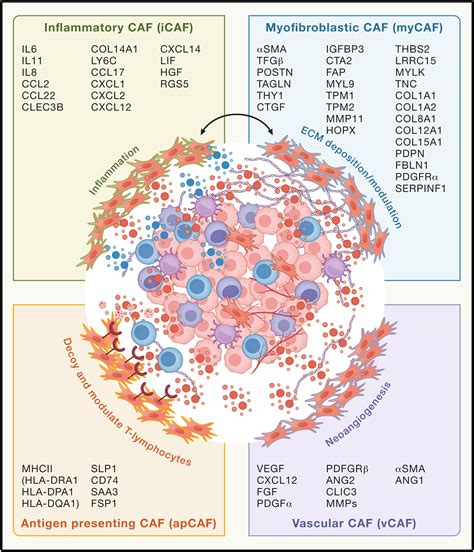 Fibroblasts In Cancer Unity In Heterogeneity Cell