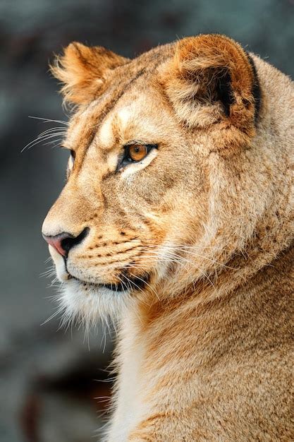 Premium Photo North African Lion