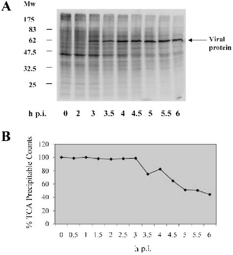 Inhibition Of Host Cell Protein Synthesis In Fcv Infected Cells Crfk