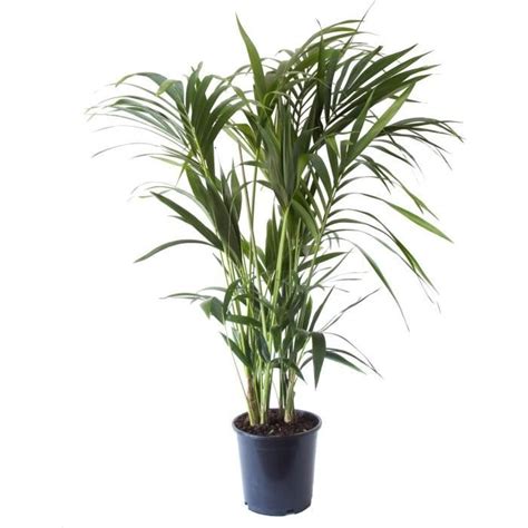 Plante d intérieur de Botanicly Palmier Kentia Hauteur 125 cm 8