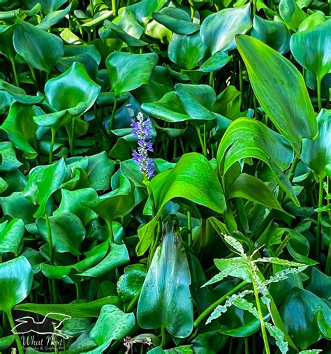 Advantages And Disadvantages Of The Beautiful Water Hyacinth What Next Photography And Graphic Arts