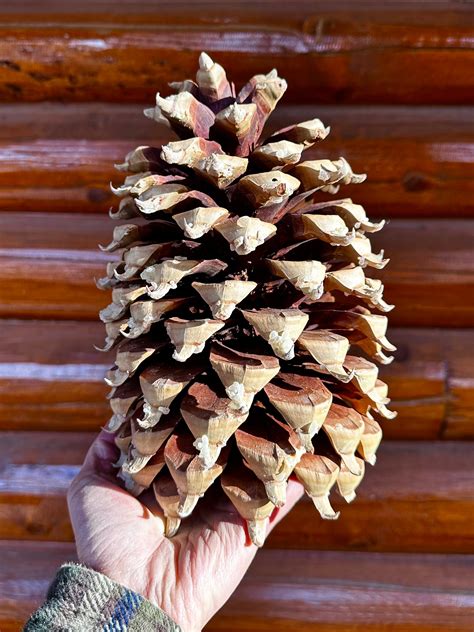 Giant California Coulter Pine Cone Pinus Coulteri Widow Maker Etsy