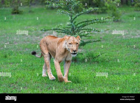 Lion Pantera Leo Tanzania East Africa Stock Photo Alamy