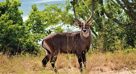 Akagera National Park Wild Gorilla Safaris