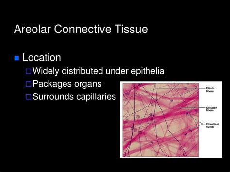 PPT - Histology PowerPoint Presentation, free download - ID:306870