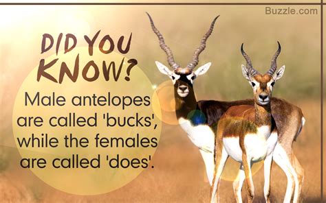 Types Of Antelope