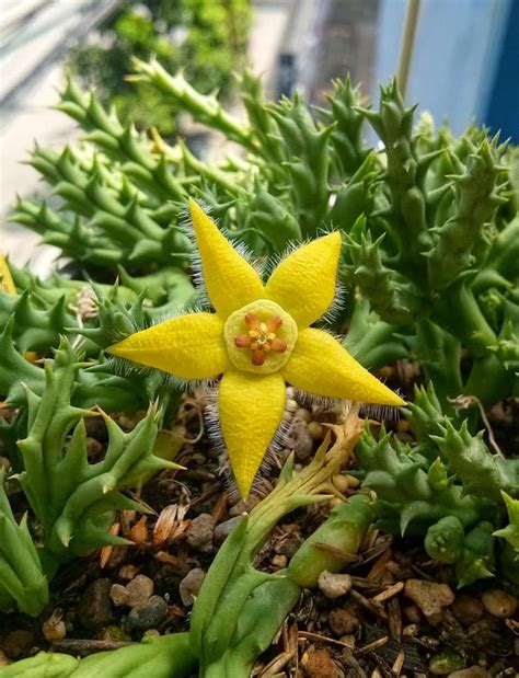 Pin de Marga en plantas Cactus y suculentas Plantas extrañas