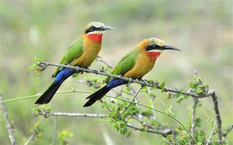 White Fronted Bee Eaters Bee Eater Bird Species