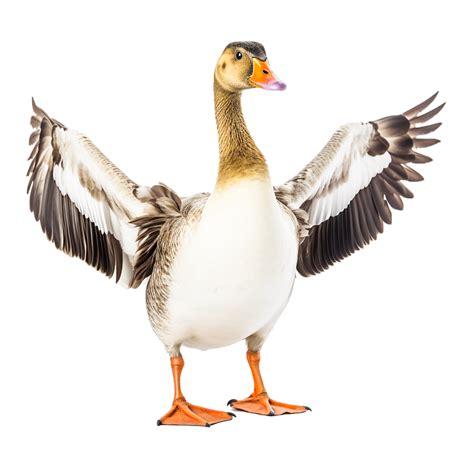 Goose Png Png Ai Generative 24680940 Png
