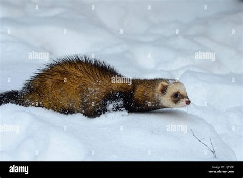 Polecat Animal Germany Europe Mustelidae Polecats European