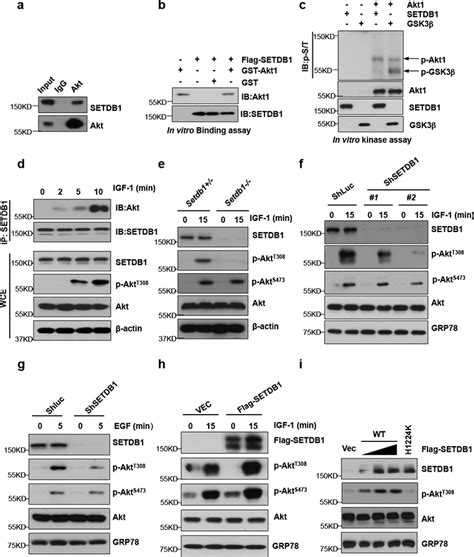 Setdb1 Mediated Methylation Of Akt Promotes Its K63 Linked