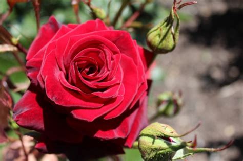 Black Magic Rose Society Of South Australiarose Society Of South