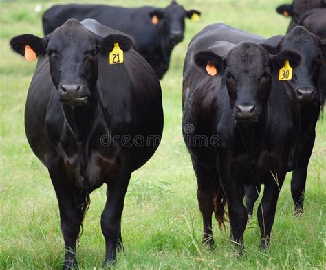 Black Angus Farm. Black angus cattle farm in the western United States ...