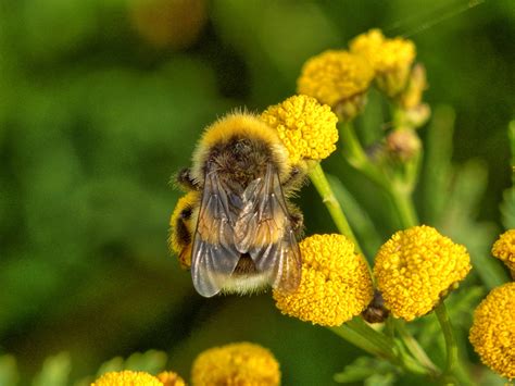 Free Images Nature Plant Meadow Flower Wildlife Pollen Botany