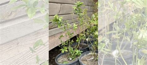 Саженцы голубики купить в Севастополе | Товары для дома и дачи | Авито