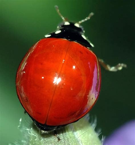 Prime Pest Solutions Ladybugs