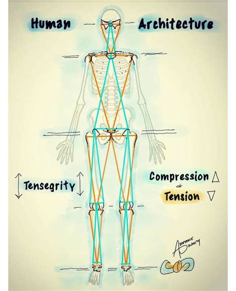 Myofascial Meridians And Their Significance