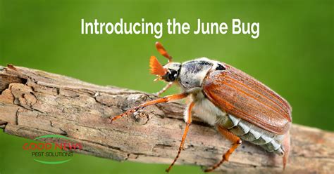 Its June Introducing The June Bug Good News Pest Solutions Green