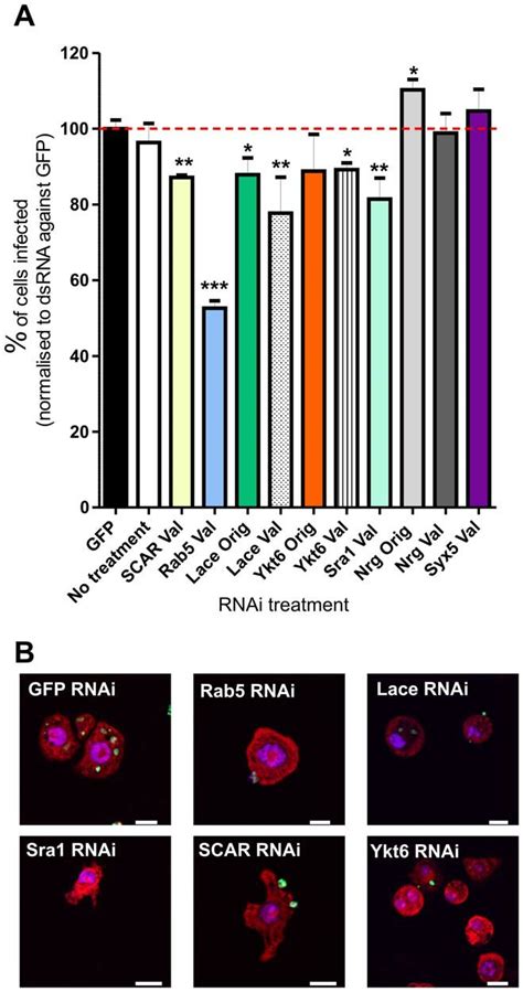 Validation RNAi experiments. A. Percentage of cells infected after RNAi ...