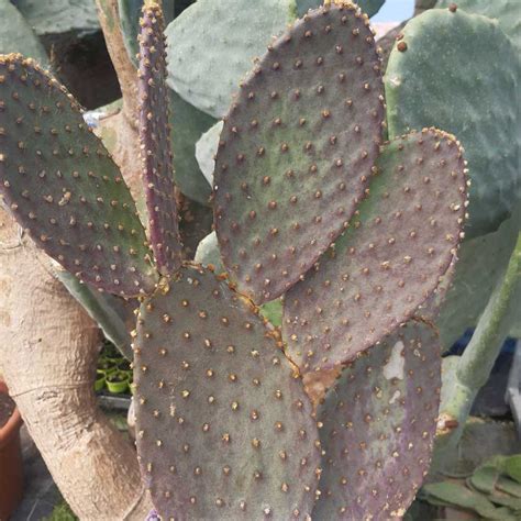 Opuntia Santa Rita X Microdasy Rufida Kajuard Plantes