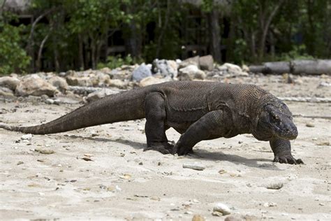 Komodo mucho más que la tierra del dragón EFEverde