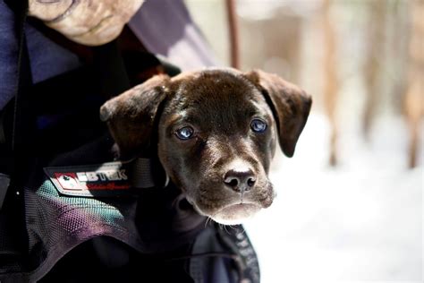 Rocky Mountain National Park Trail Pup Hawkeye Adam Braun Flickr