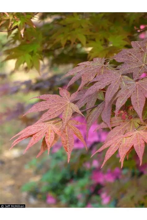 Acer Palmatum Ssp Matsumurae Atropurpureum Dry Seed Common Bonsai