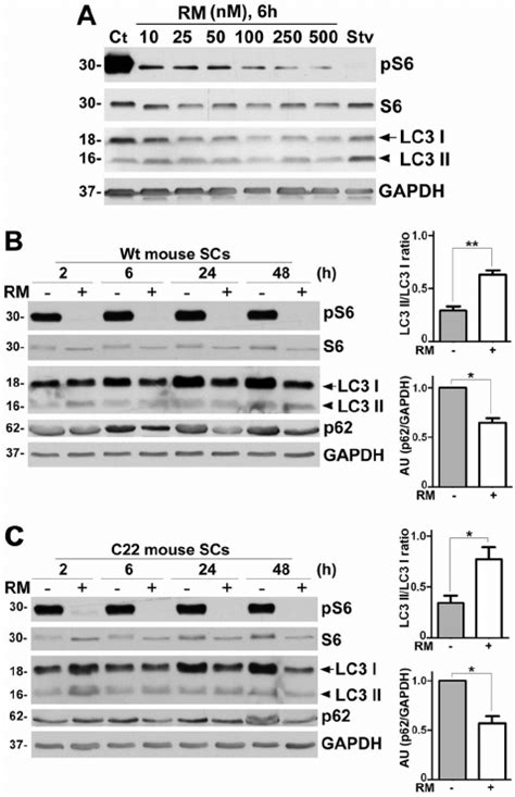 Rapamycin Effectively Induces Autophagy In Cultured Mouse Scs In A Download Scientific Diagram