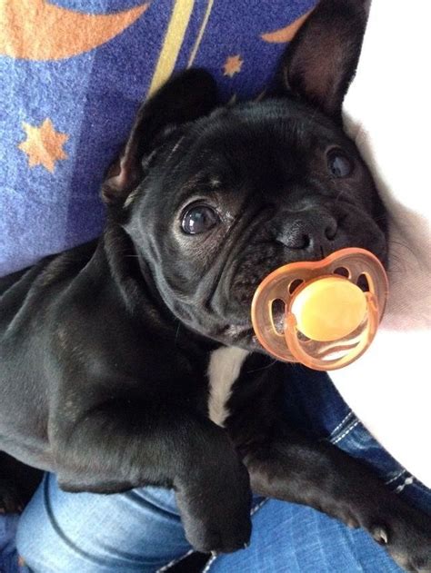 What French Bulldog Puppy With Pacifier ️ French Bulldog Ts