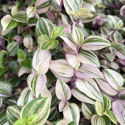 Tradescantia Fluminensis Quadricolor 4 5 Plantspot