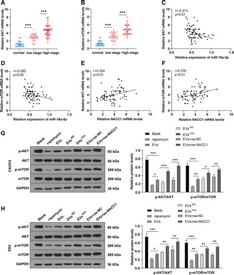 Nacc Activated The Akt Mtor Pathway In Oc Cells A B Rt Qpcr Was Used