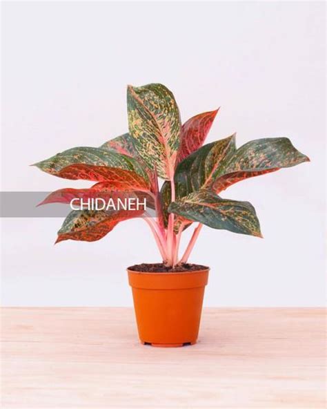 گیاهان برگ قرمز این 8 گیاه انرژی بخش چیدانه