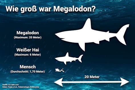 Megalodon 10 spannende Fakten über den riesigen Urzeit Hai