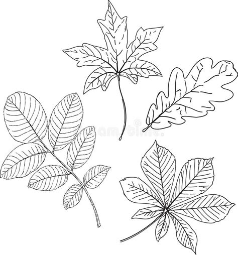 Maple leaves pencil sketch stock illustration. Illustration of drawings ...